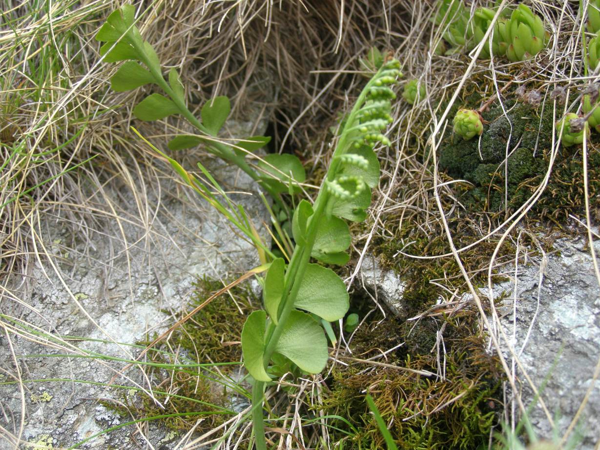 Botrychium lunaria / Botrichio